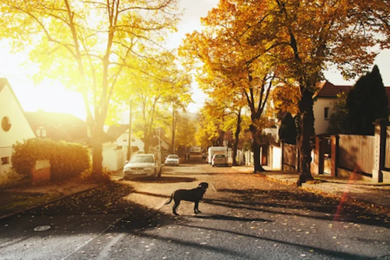 Tree-lined street in Ukrainian Village Chicago neighborhood