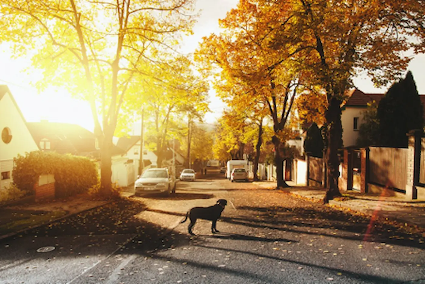 Tree-lined street in Ukrainian Village Chicago neighborhood